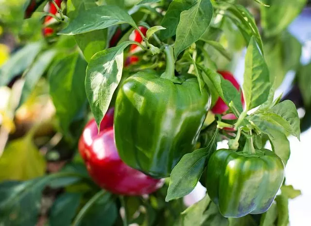 how to grow bell peppers easy way