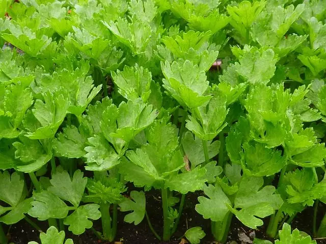 how to grow celery from a stalk easy way
