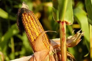 how to grow corn step by step full guide