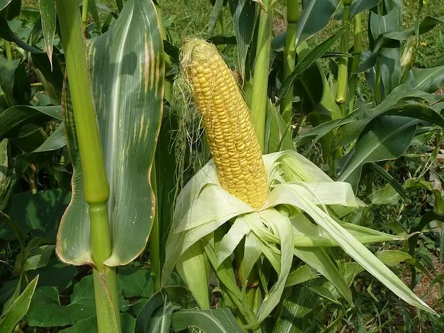 how to grow corn