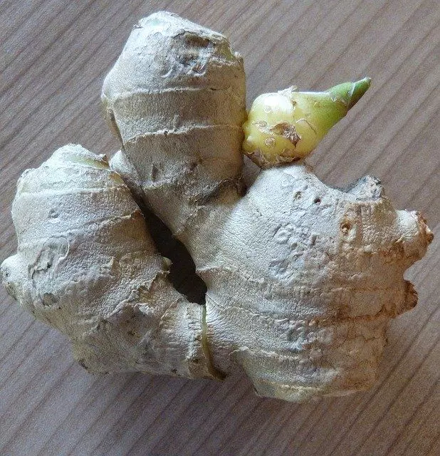 how to grow ginger root