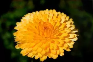 how to grow marigolds ultimate guide