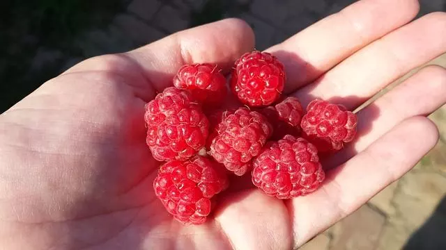 how to grow raspberries in a pot