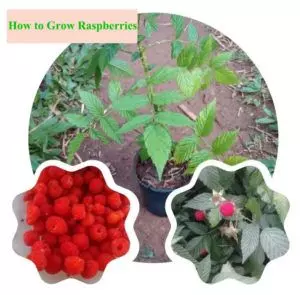 how to grow raspberries step by step