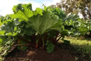 how to grow rhubarb ultimate guide