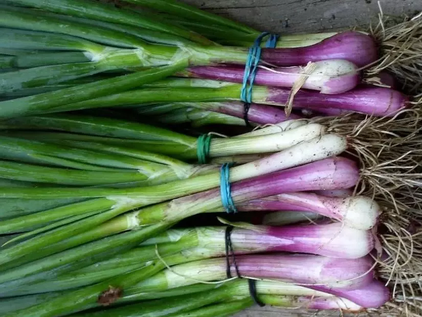 how to grow scallions step by step