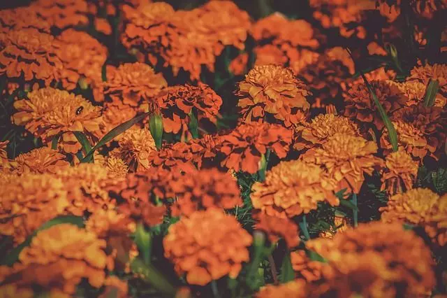 how to grow tagetes