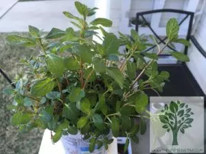 how to harvest mint keep your plant alive