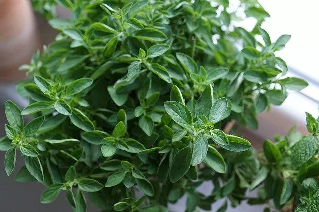 how to harvest oregano leaves and flowers