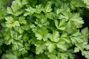 how to harvest parsley when and how