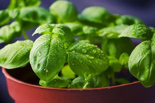 how to plant basil step by step