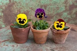 how to plant pansies quick guide