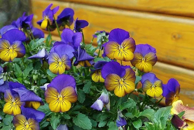 how to plant pansies