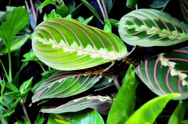 how to propagate a prayer plant guide