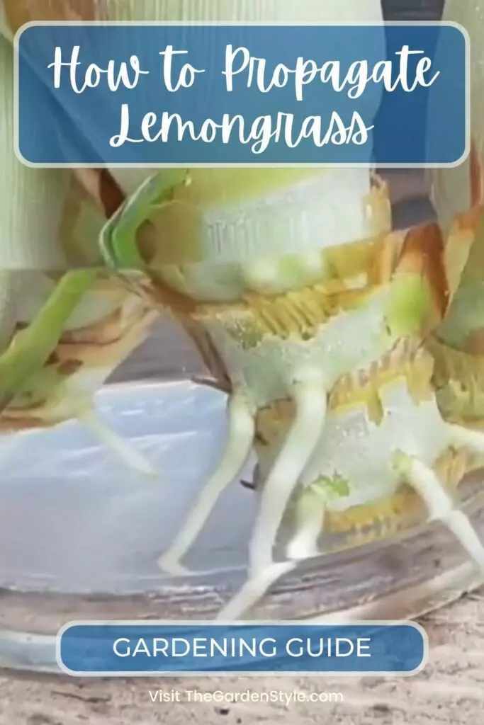 how to propagate lemongrass pin