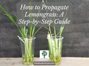 how to propagate lemongrass step by step guide
