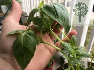 how to prune basil different methods with pictures