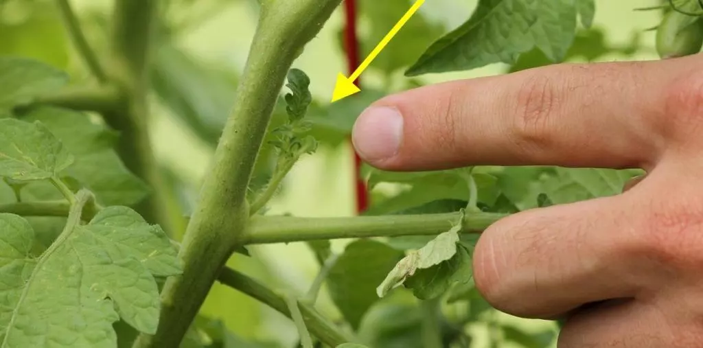 how to prune tomato plants ultimate guide
