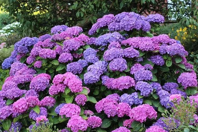 hydrangea light temperature - Blue Flowers Turn Pink - Change Color of Hydrangeas