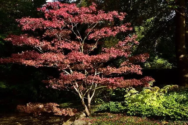 japanese maple care instructions
