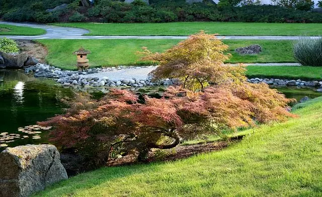japanese maple garden