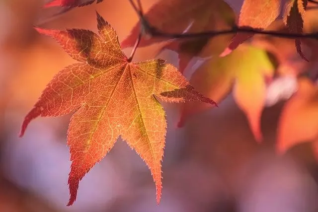 japanese maple leaves tree