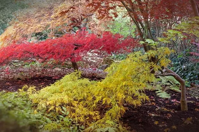 japanese maple tree garden