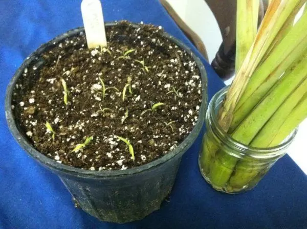 lemongrass potted seedlings