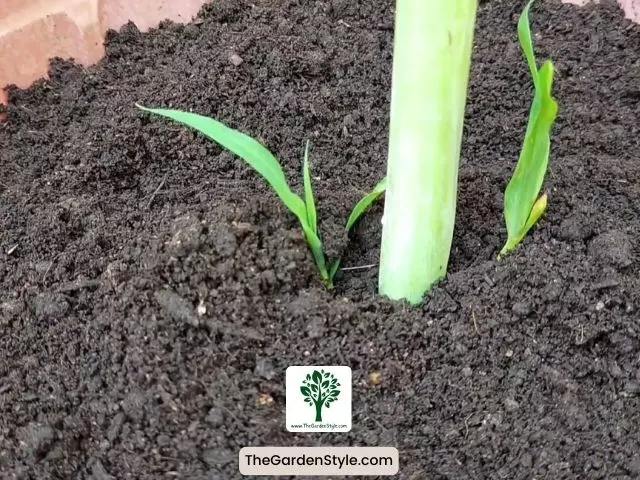 lemongrass stalk in soil