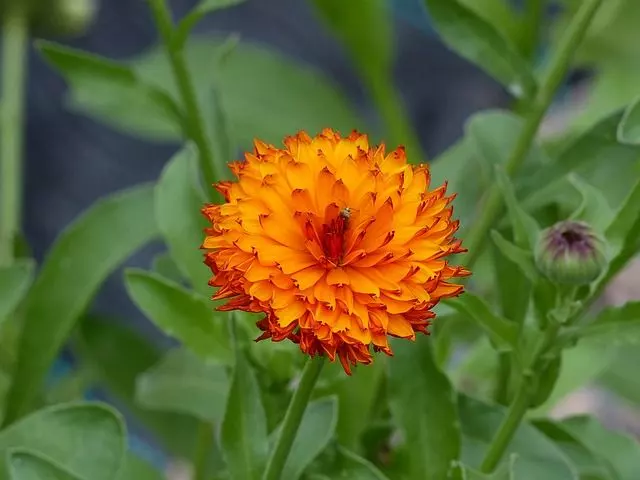 marigold in the garden