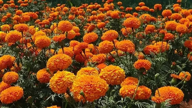 marigolds in the land