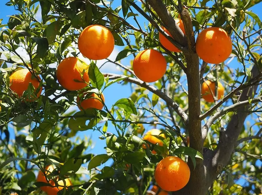 orange tree outdoor