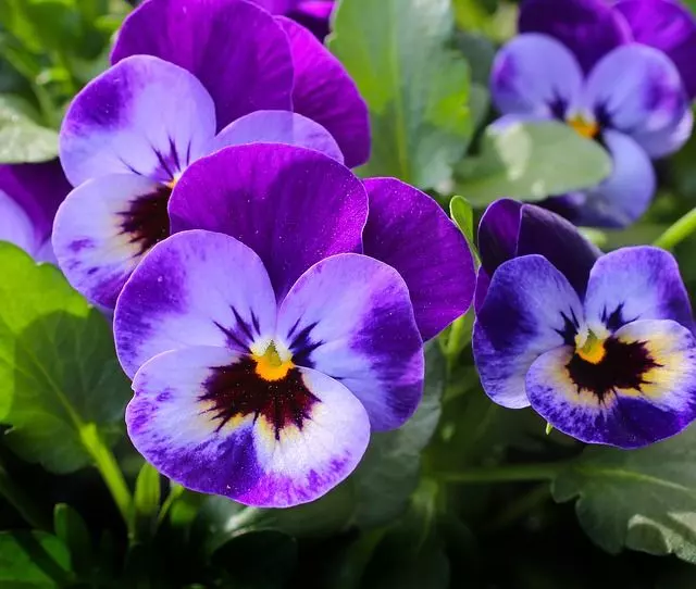 pansy flower care