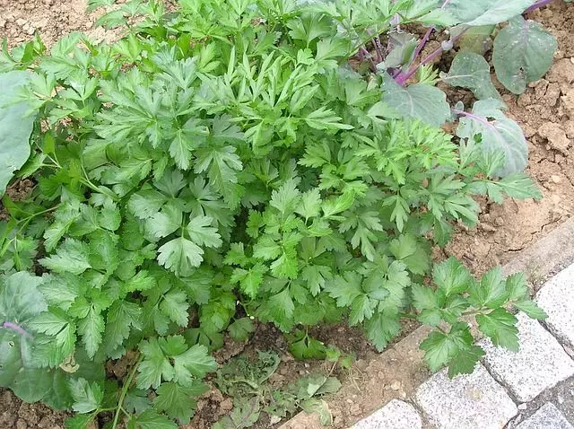 parsley in the garden harvest