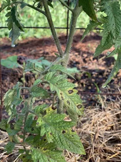 tomato plant lack of nutrients