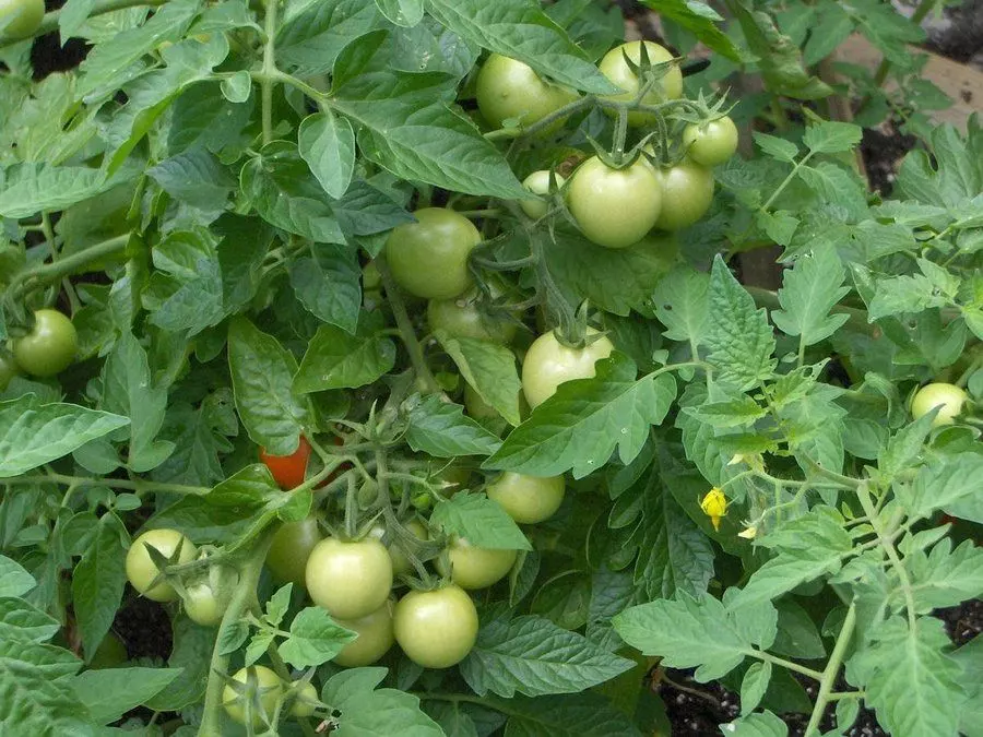 tomato pruning