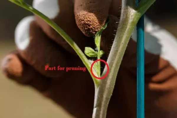 tomatoes plant pruning