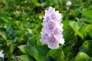 water hyacinth care ultimate guide