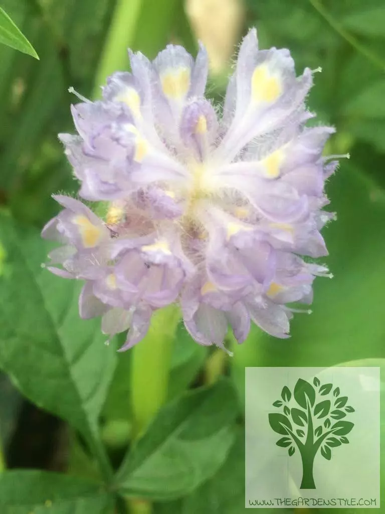 water hyacinth care