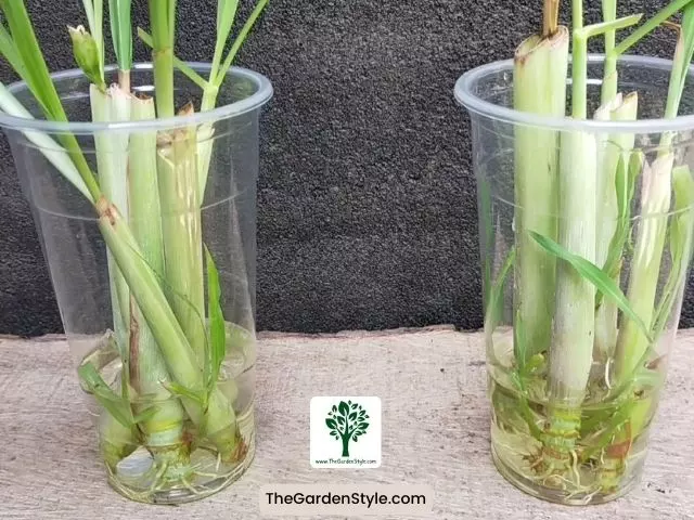 what is the best way to propagate lemongrass