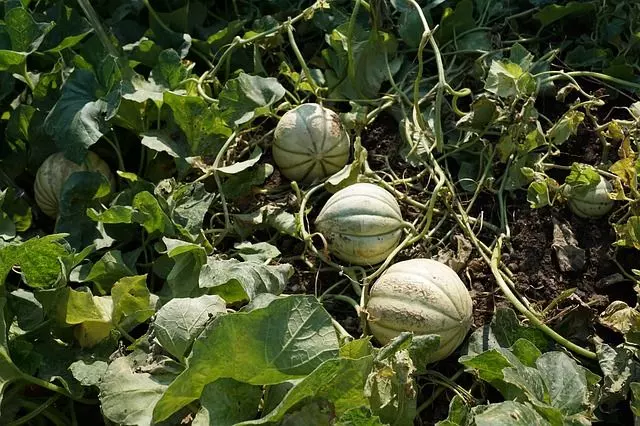 when to harvest cantaloupe