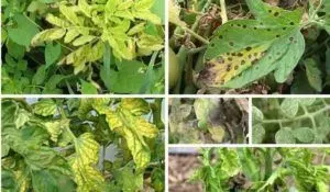 yellow leaves on tomato plants causes treatments