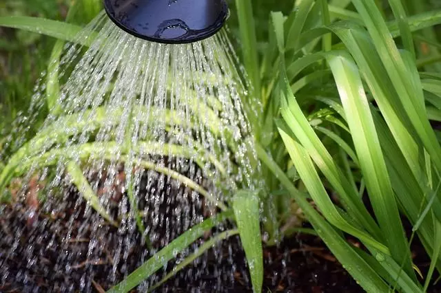 best time to water plants