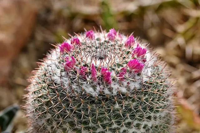 cactus from seed flower