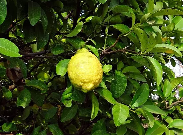 citron complete guide