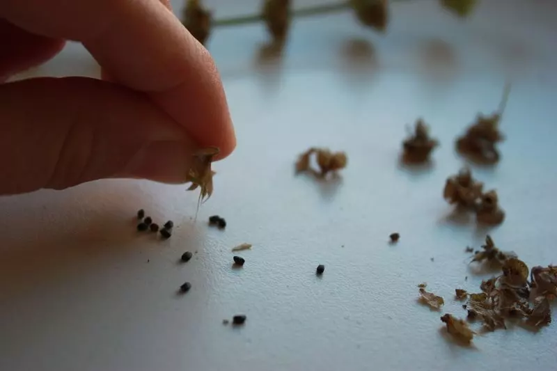 drying the seeds 1
