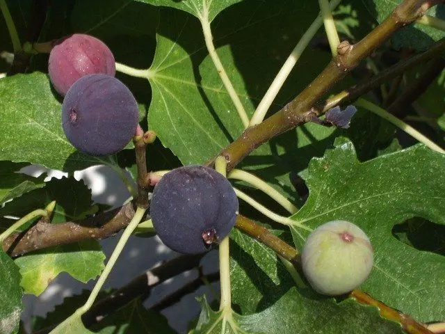 fig fruit garden