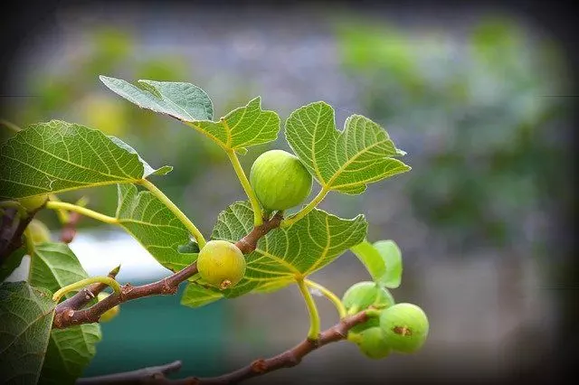 how to care fig tree ultimate guide