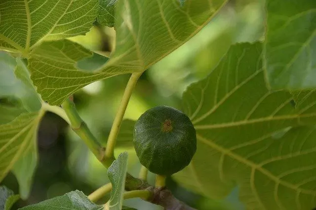 how to care fig tree