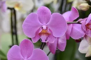 how to care for orchid after bloom guide